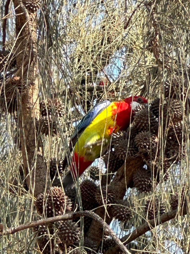 Eastern Rosella