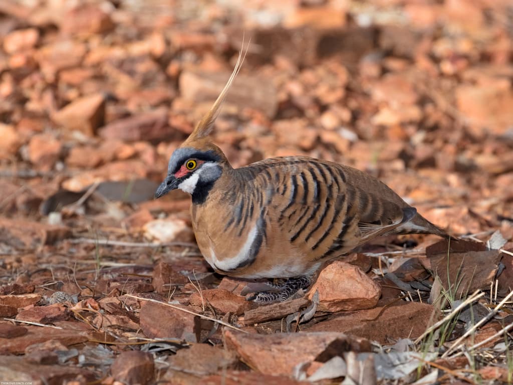 Spinifex Pigeon