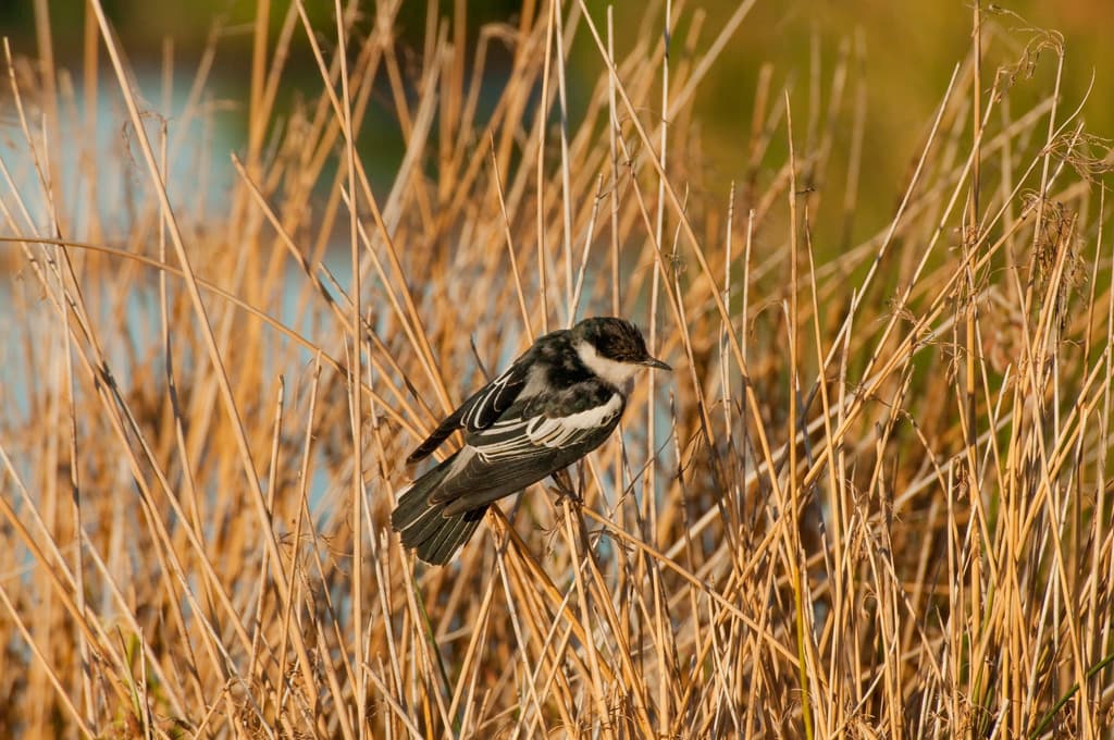 White-winged Triller