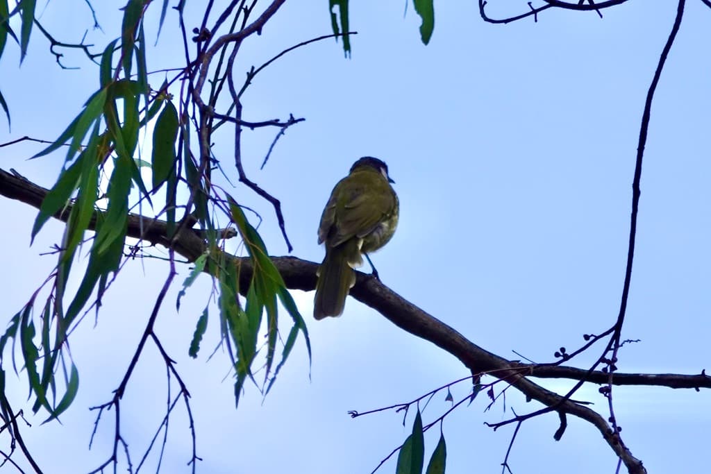 White-eared Honeyeater