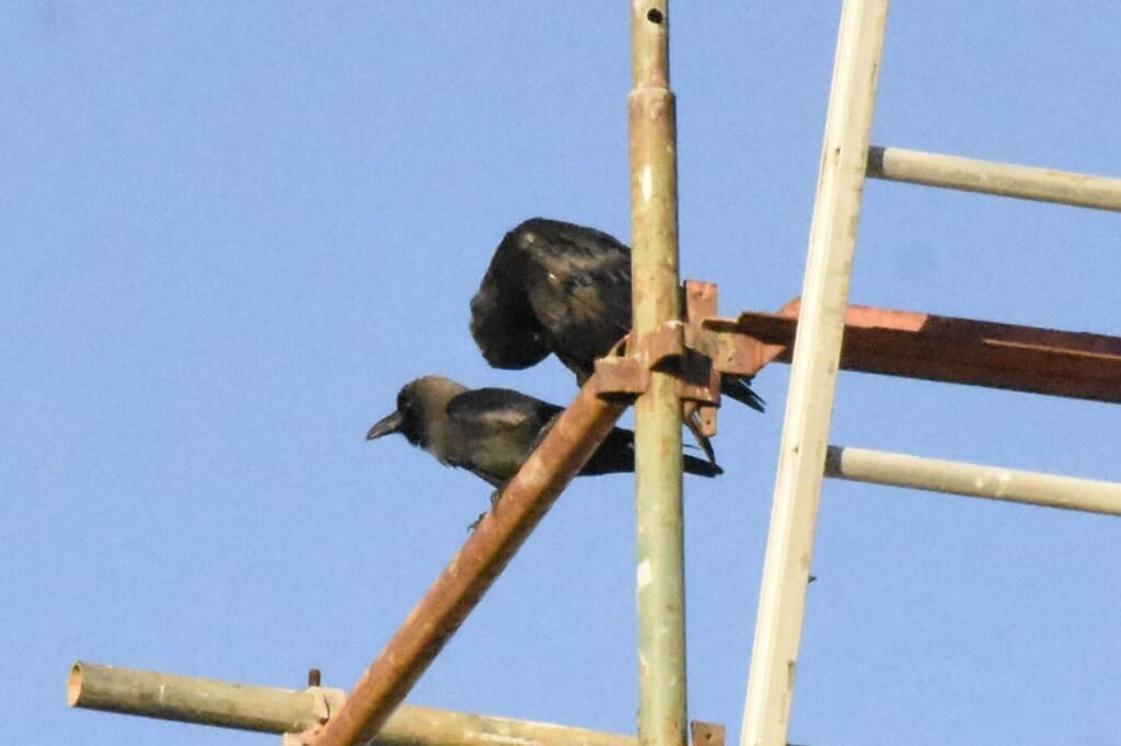 House Crow