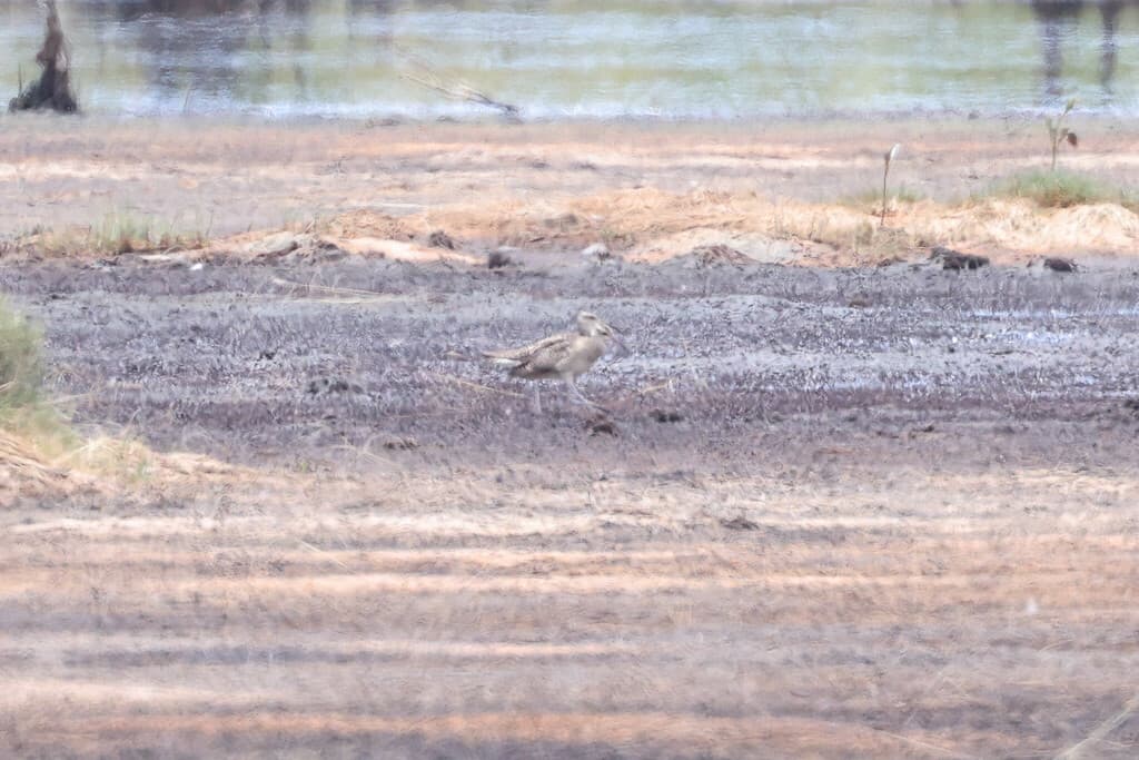 Little Curlew