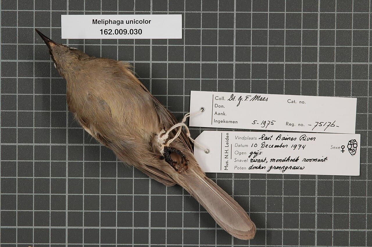 White-gaped Honeyeater