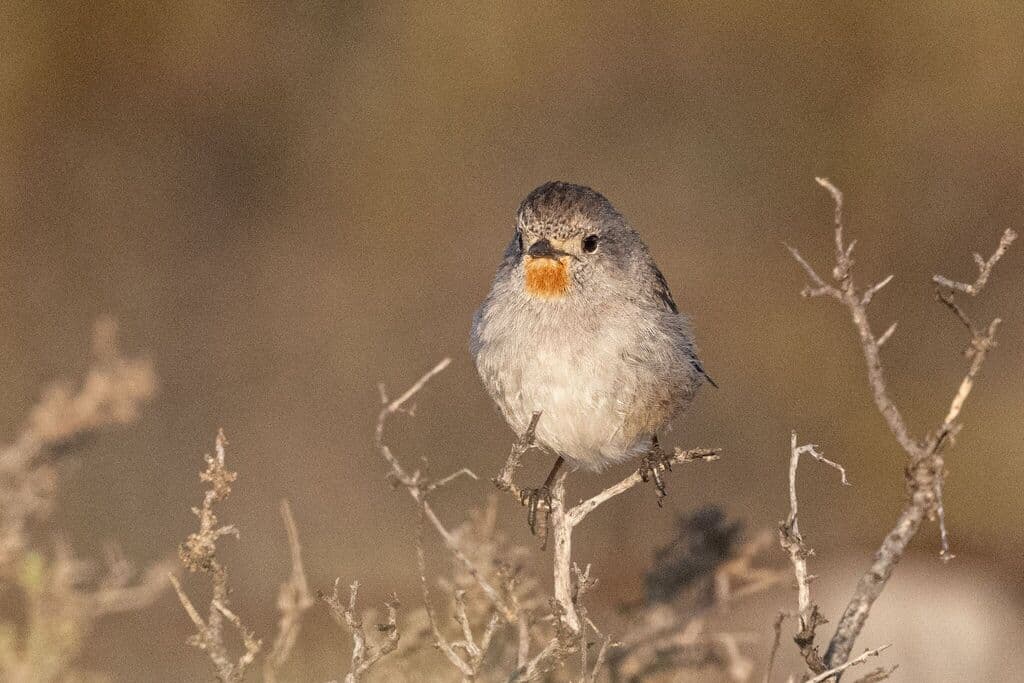 Redthroat
