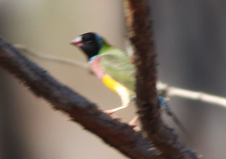 Gouldian Finch