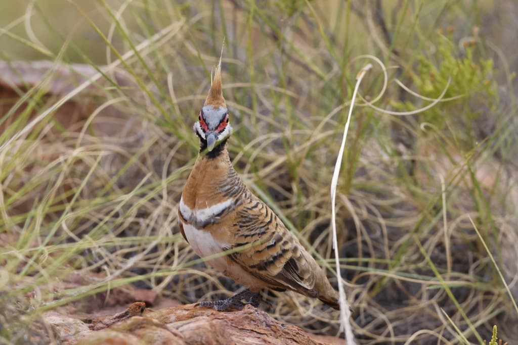 Spinifex Pigeon