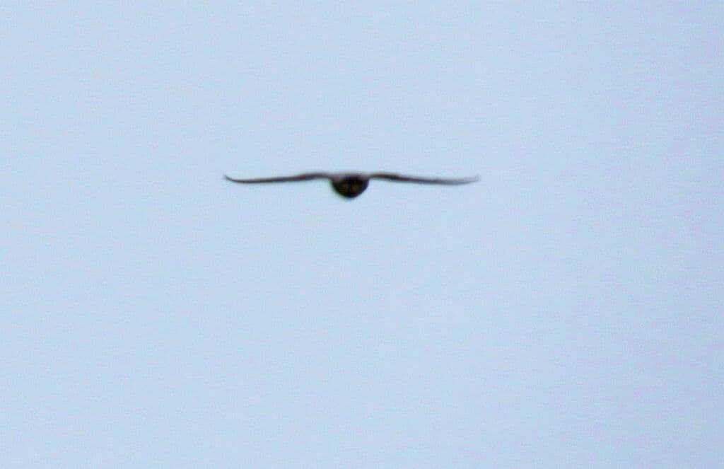 Peregrine Falcon