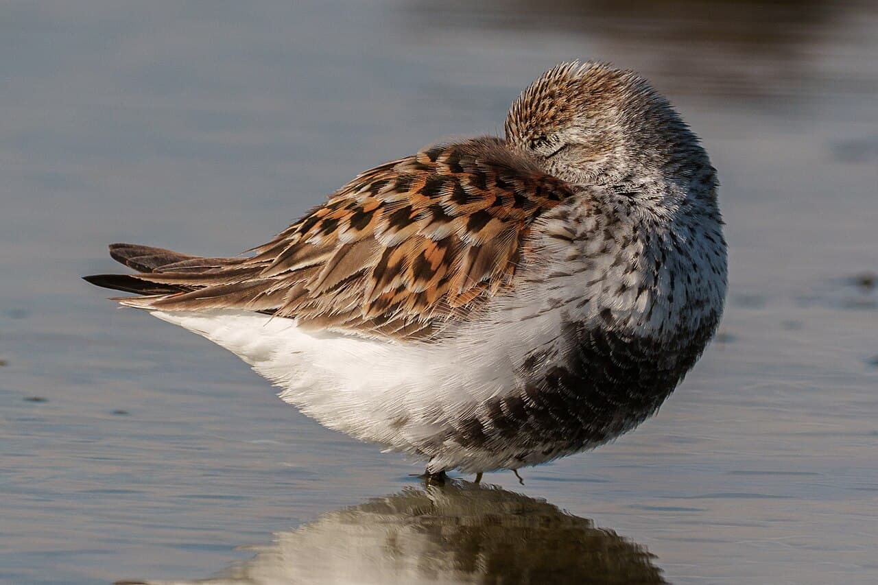 Dunlin
