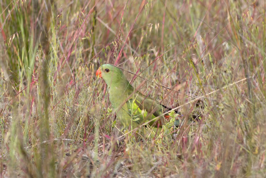 Regent Parrot