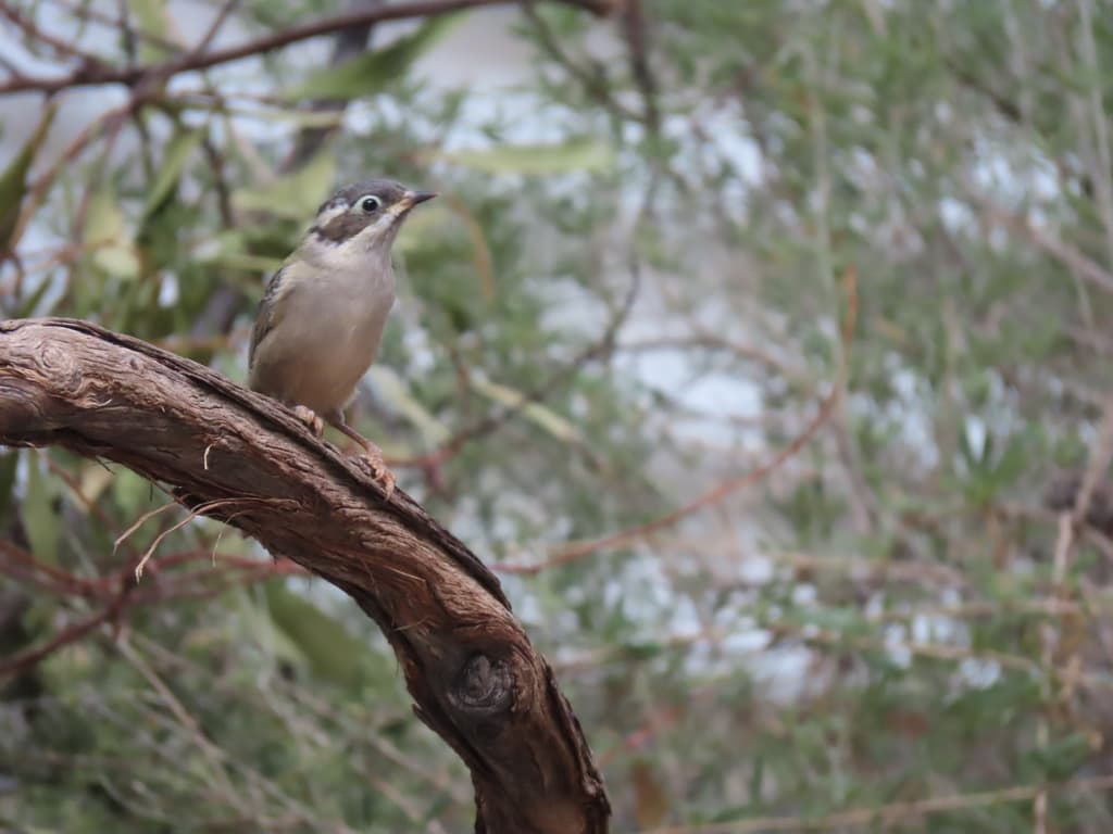 Brown-headed Honeyeater