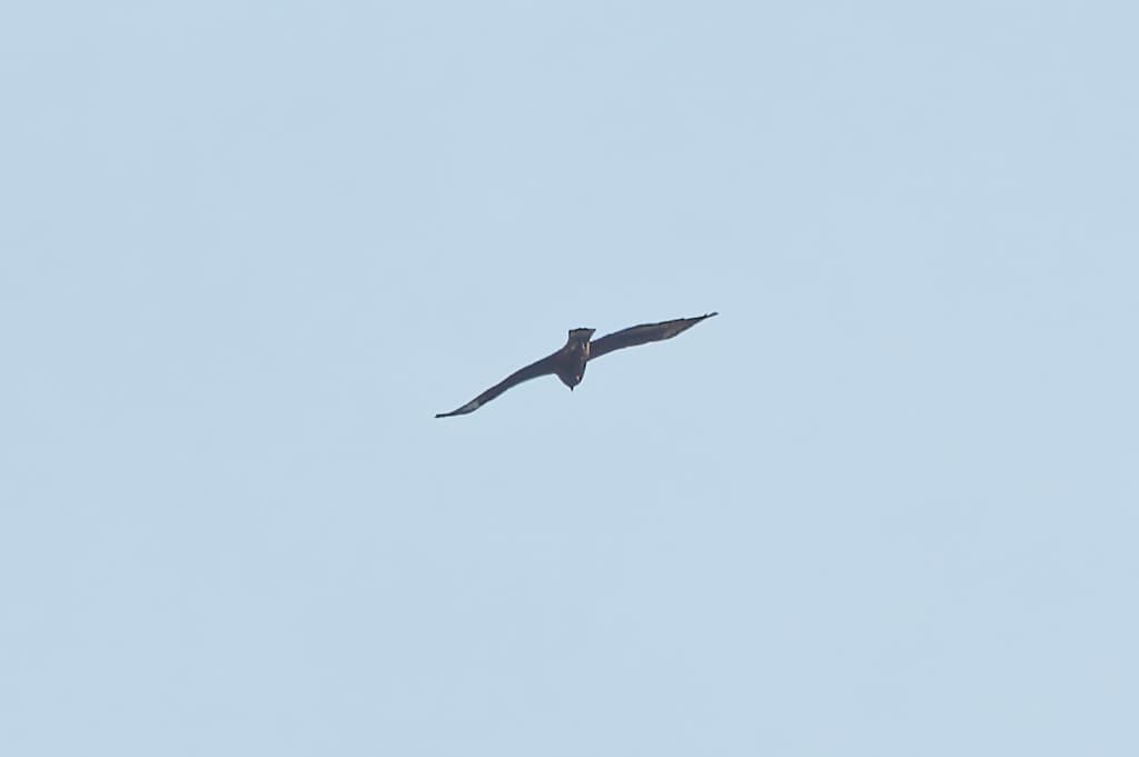 Little Eagle