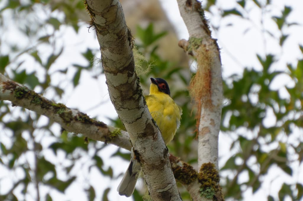 Australasian Figbird