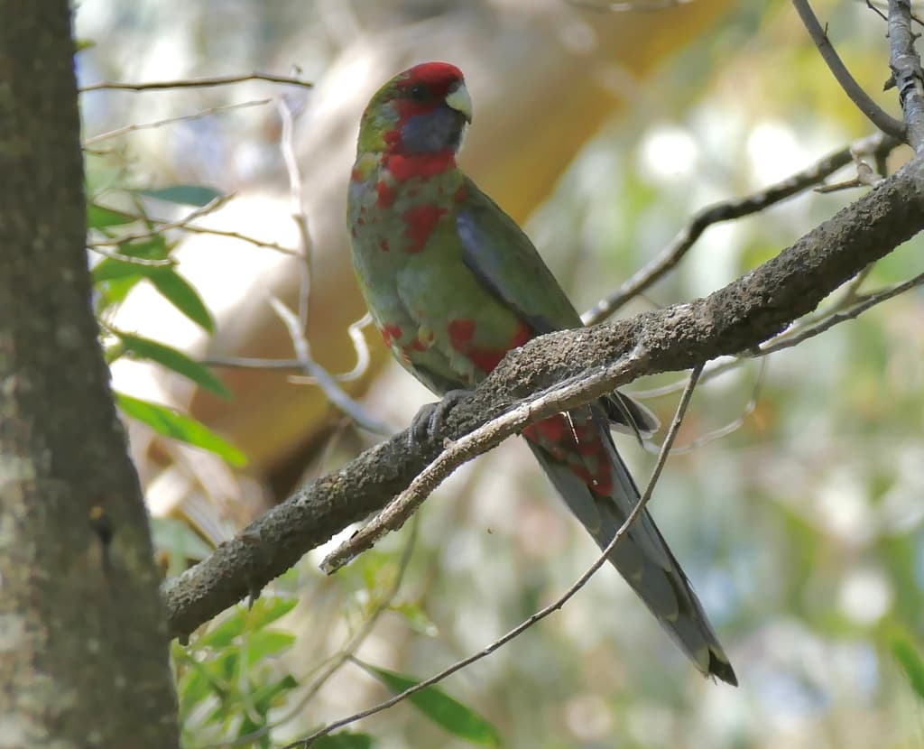 Crimson Rosella