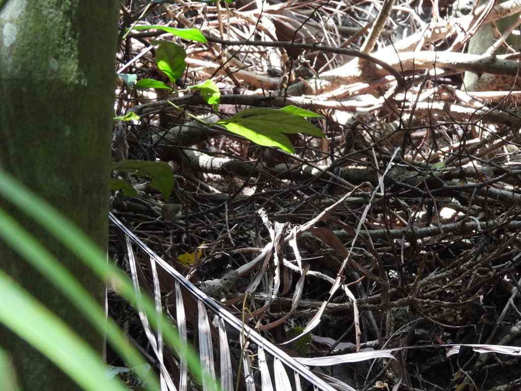 Large-billed Scrubwren
