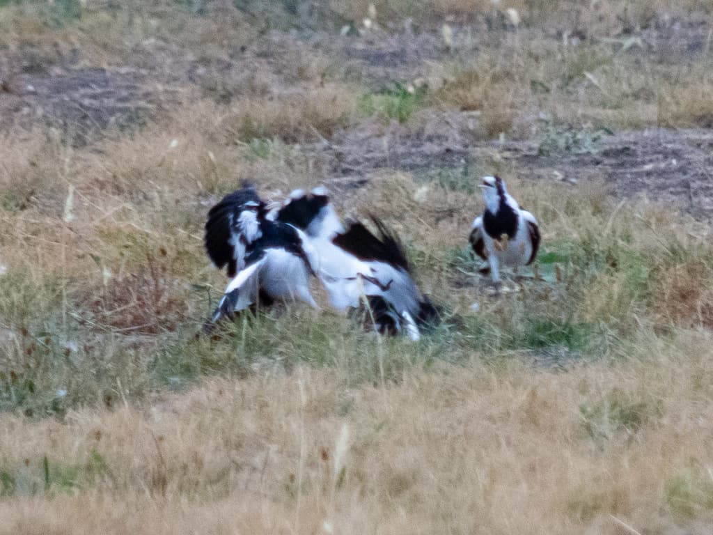 Magpie-lark