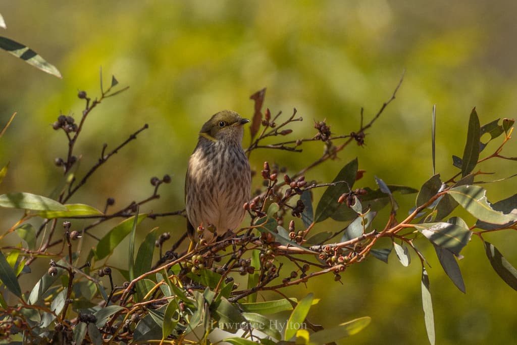 Yellow-plumed Honeyeater
