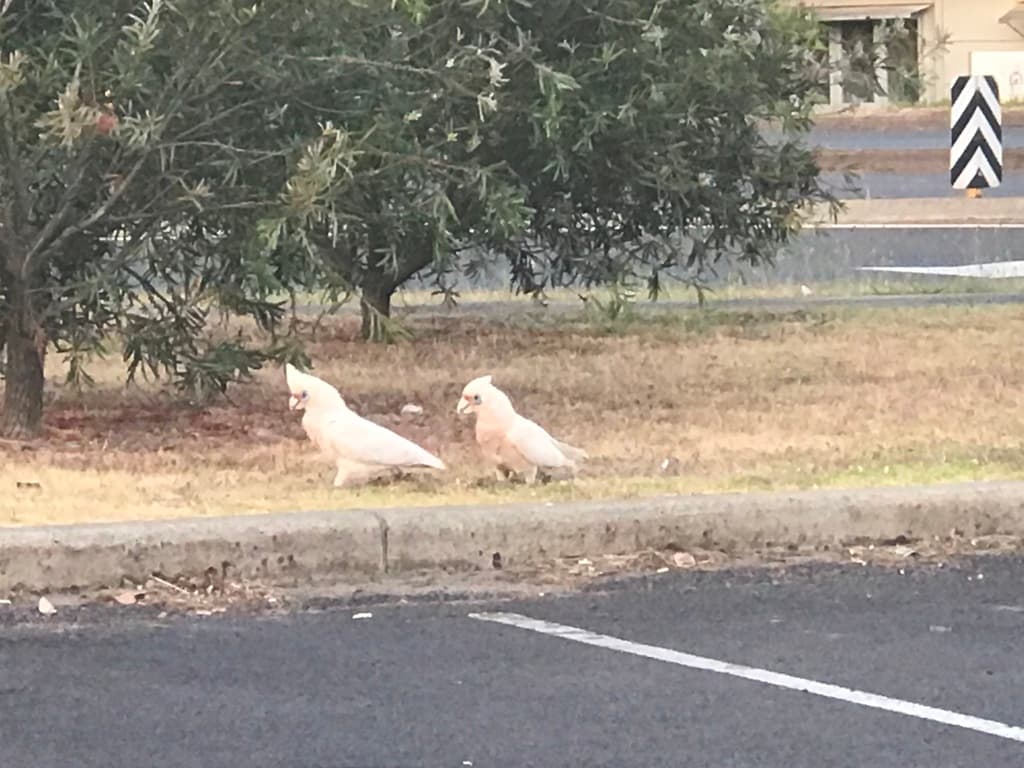 Western Corella