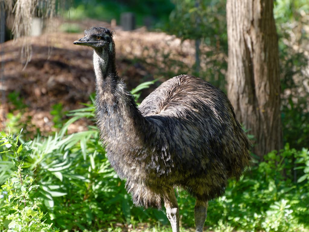 Emu