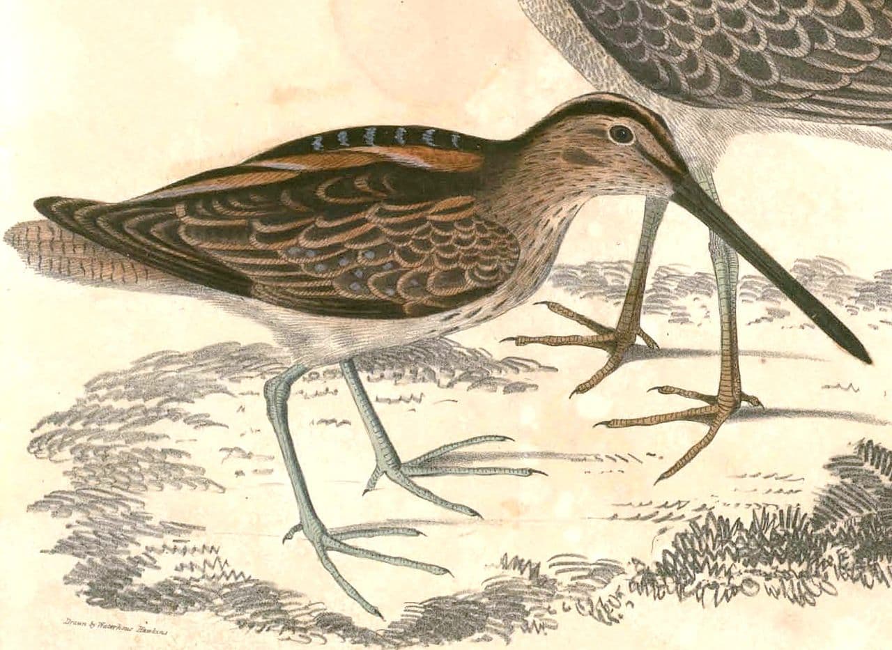 Pin-tailed Snipe