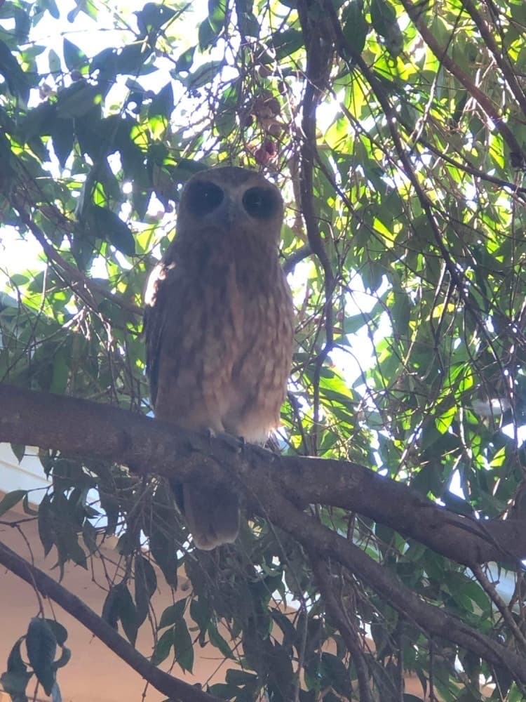 Morepork