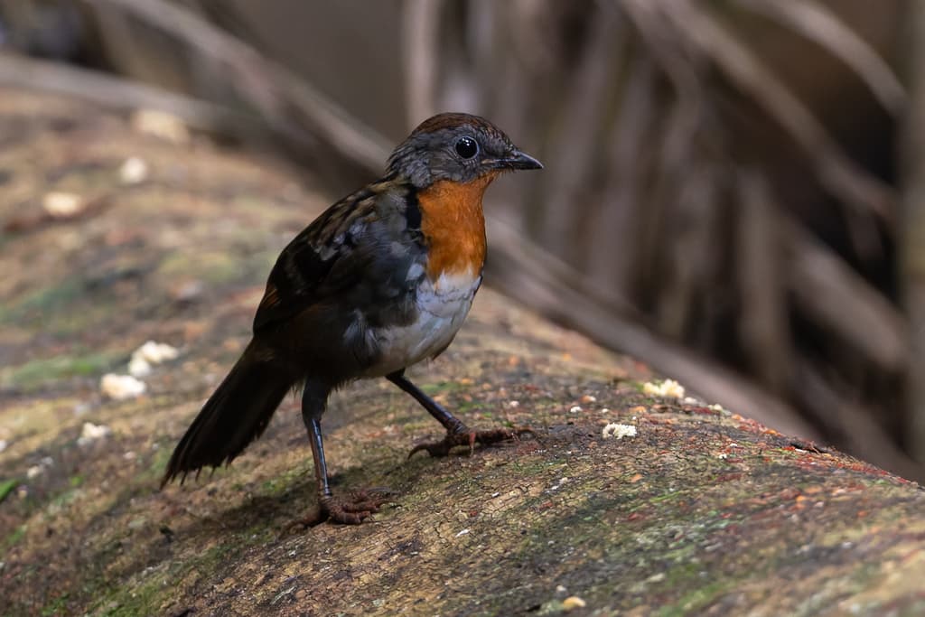 Australian Logrunner