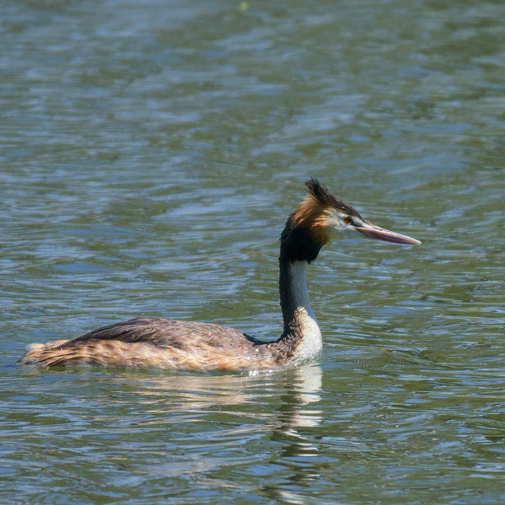Great Crested Grebe