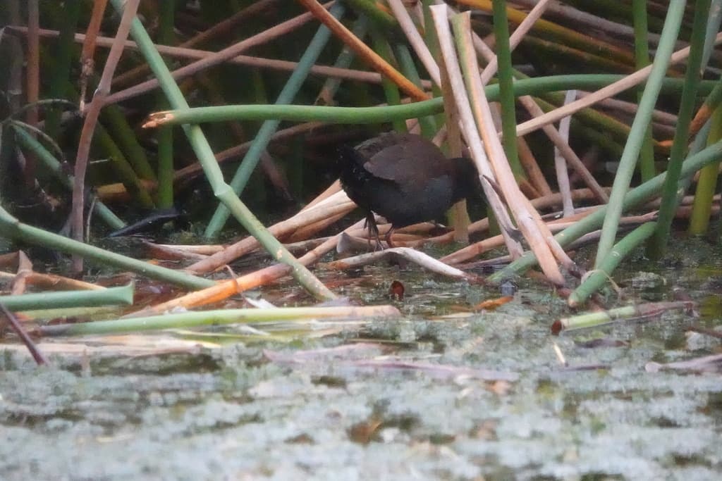 Spotless Crake