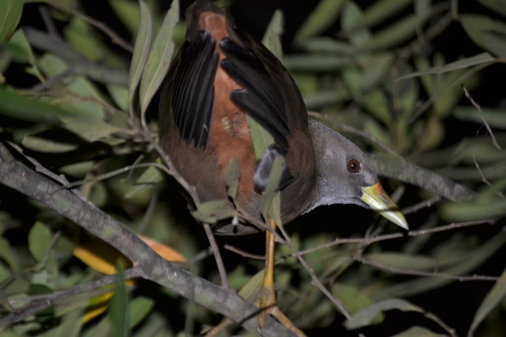 Pale-vented Bush-hen
