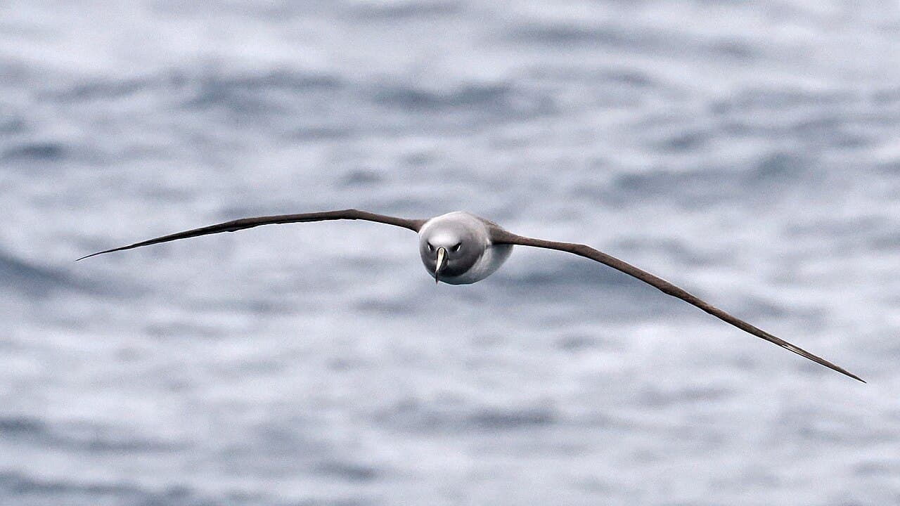 Grey-headed Albatross