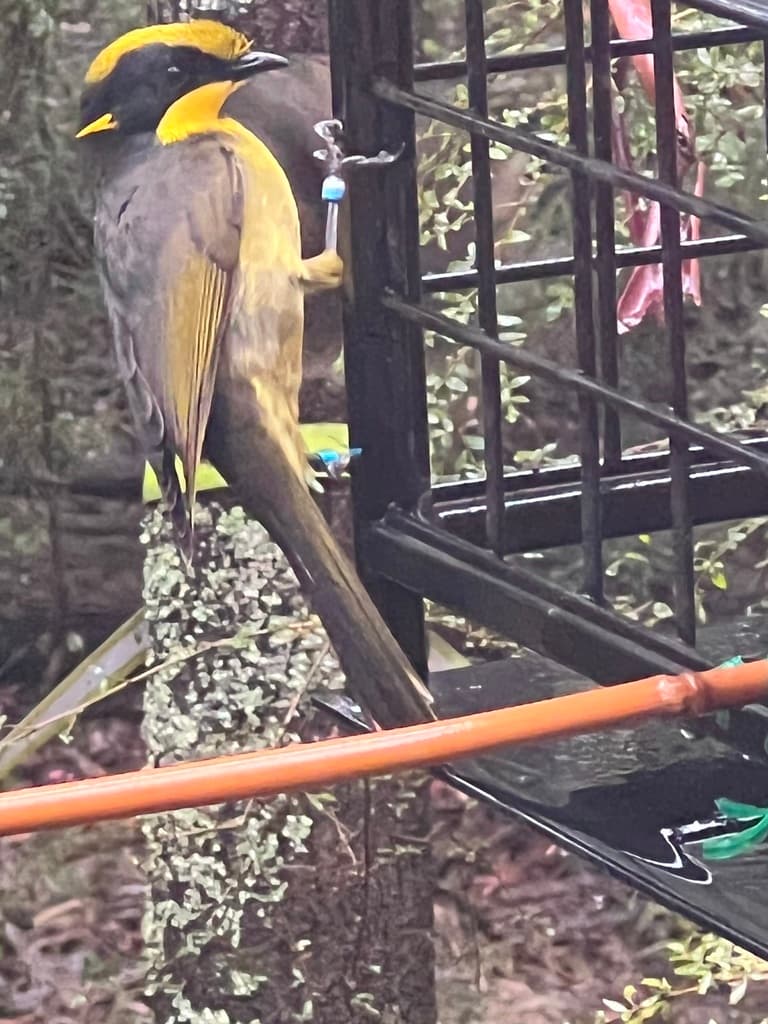Yellow-tufted Honeyeater