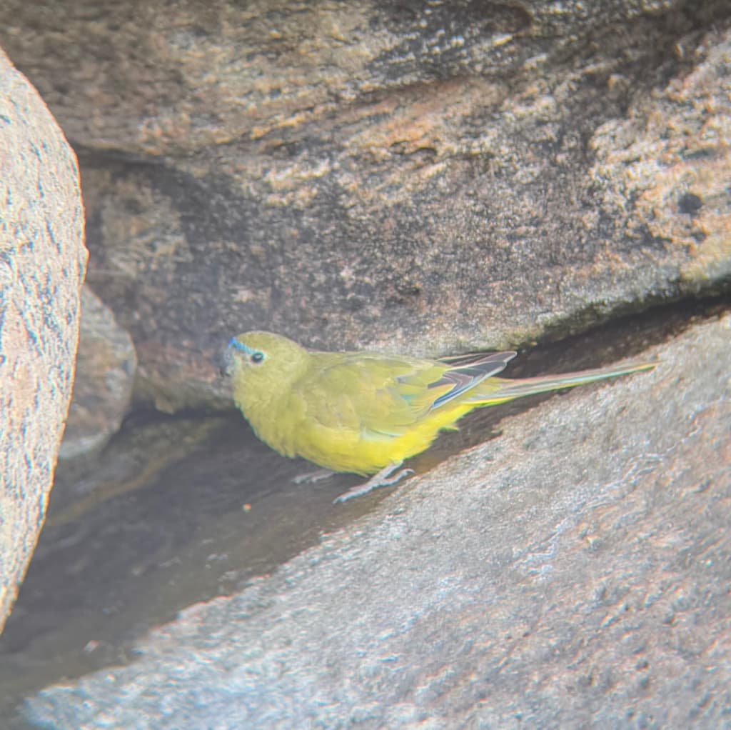 Rock Parrot