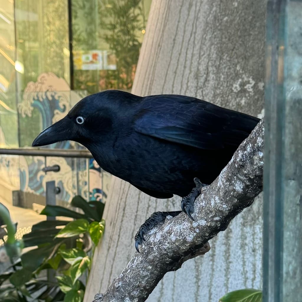 Torresian Crow