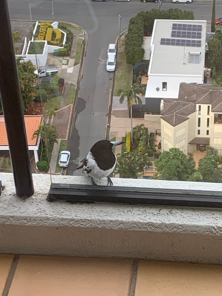 Pied Butcherbird