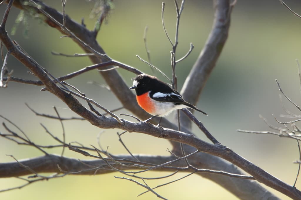Norfolk Robin