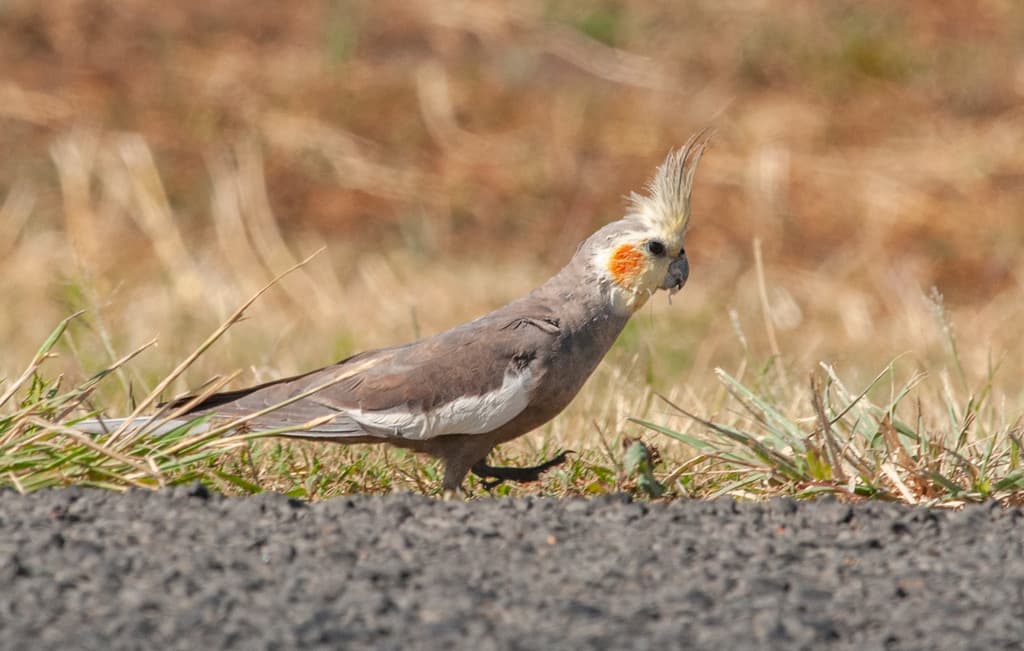 Cockatiel