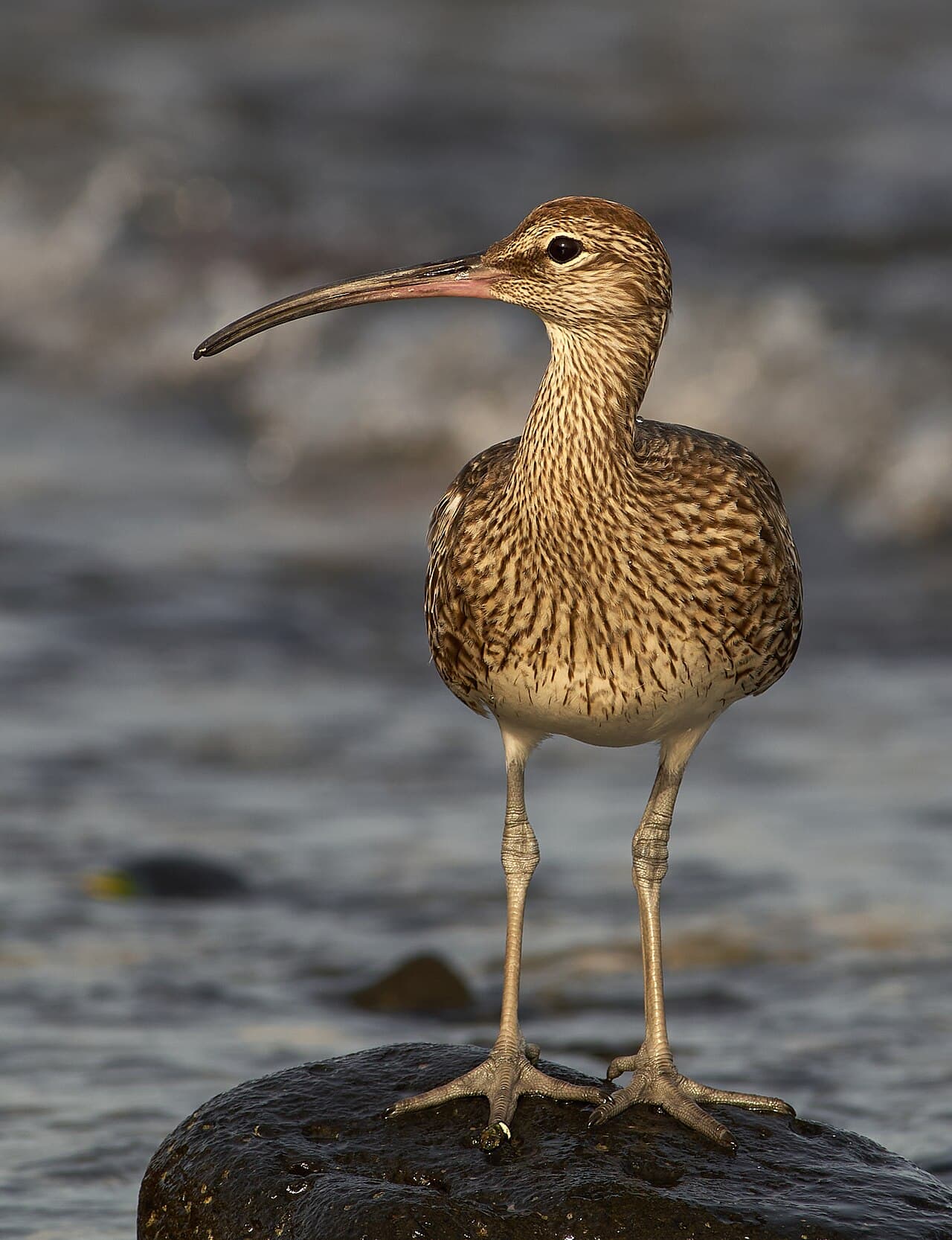 Eurasian Whimbrel