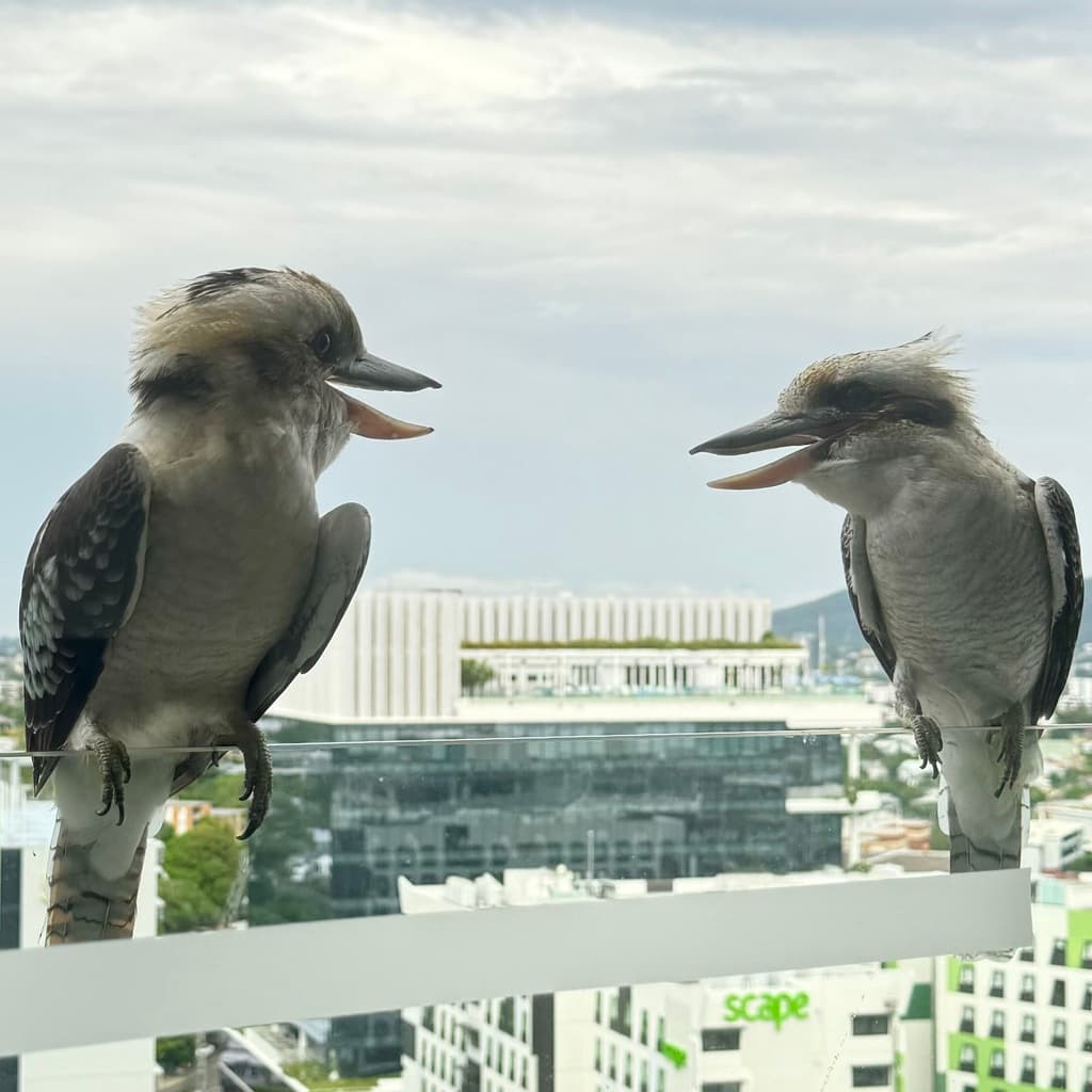 Laughing Kookaburra