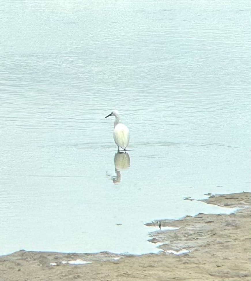 Little Egret