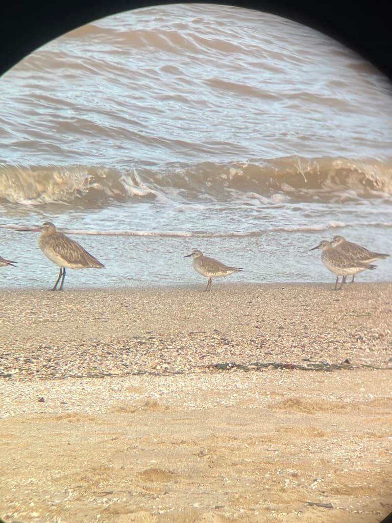 Red Knot