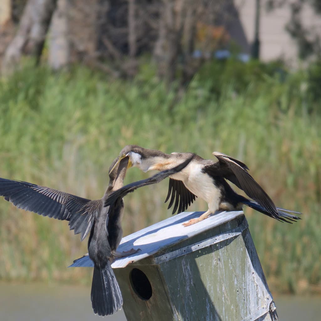 Australasian Darter