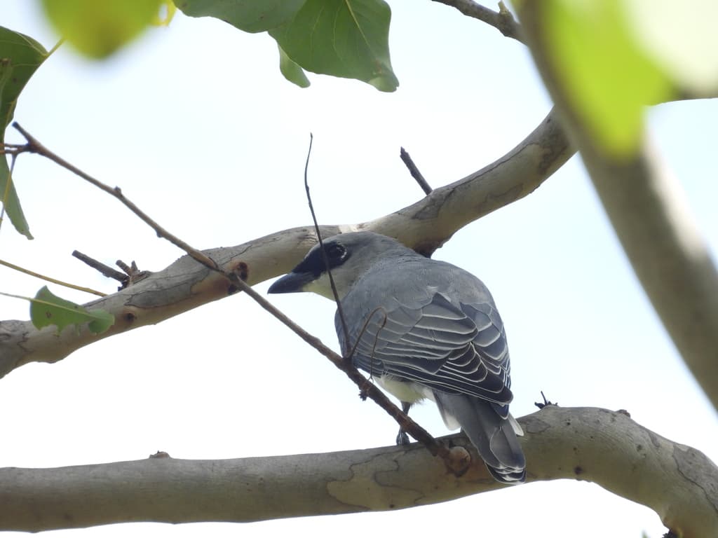 White-bellied Cuckooshrike