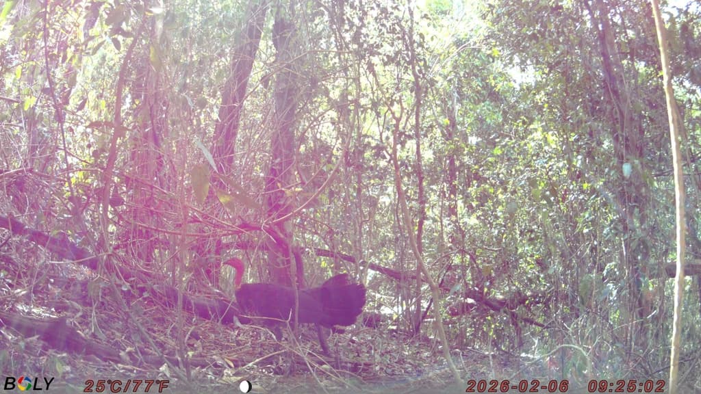 Australian Brushturkey