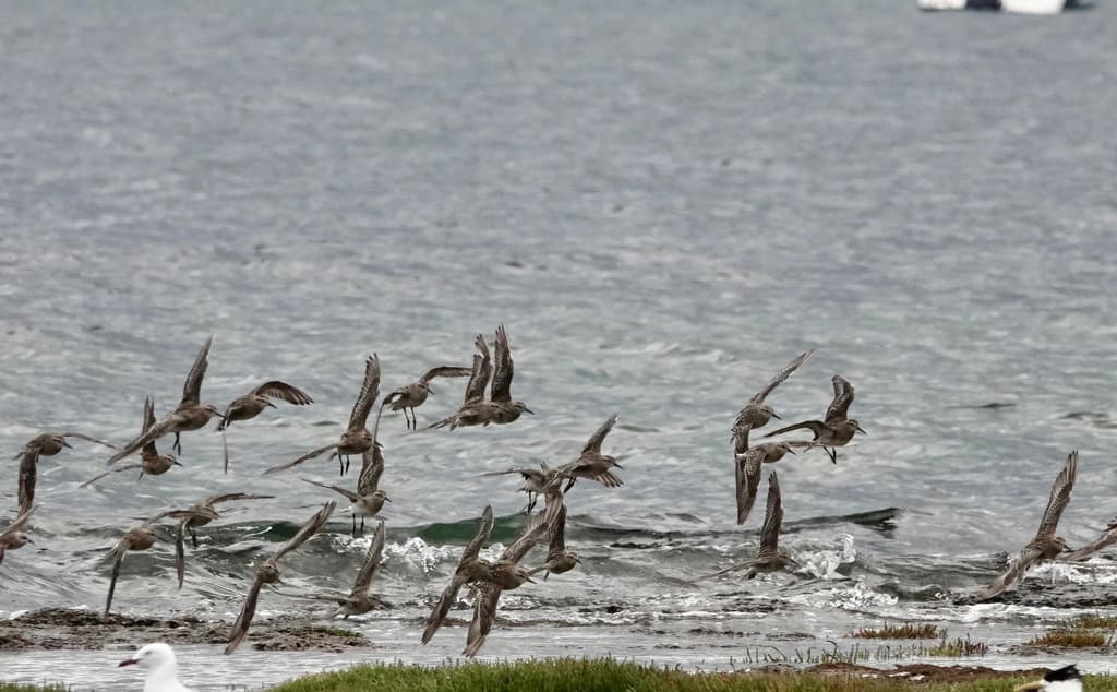 Sharp-tailed Sandpiper