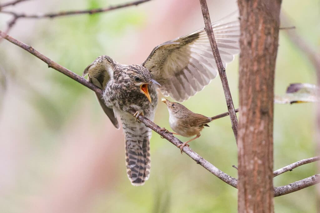Sahul Brush Cuckoo