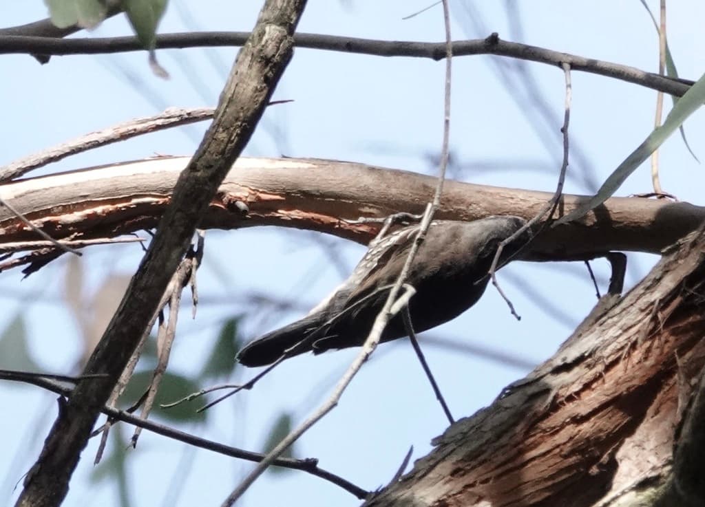 Red-browed Treecreeper