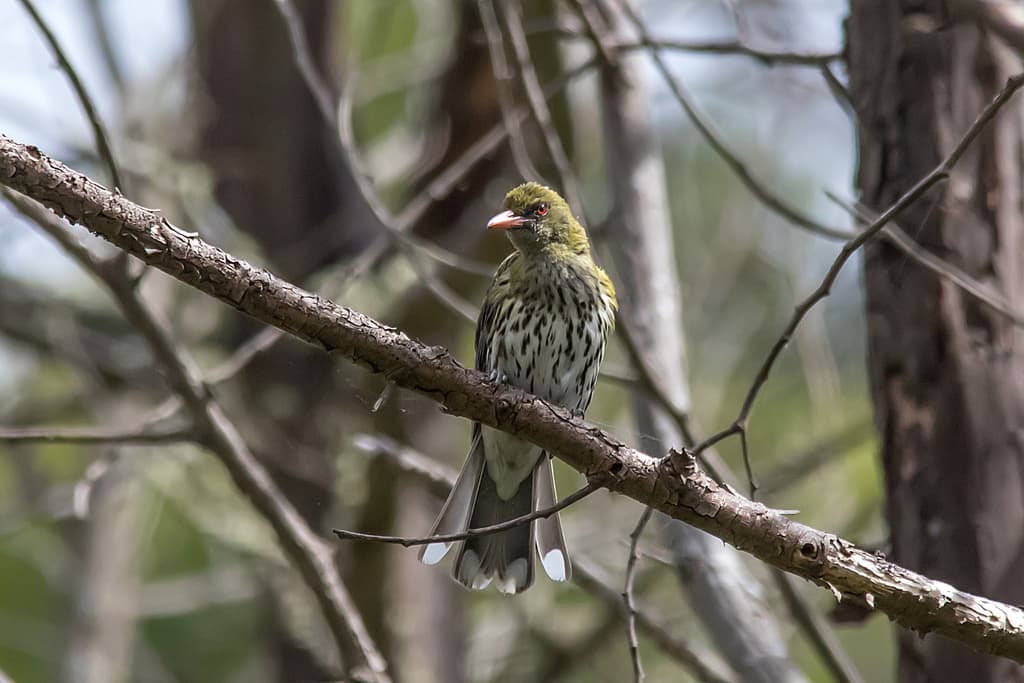 Olive-backed Oriole