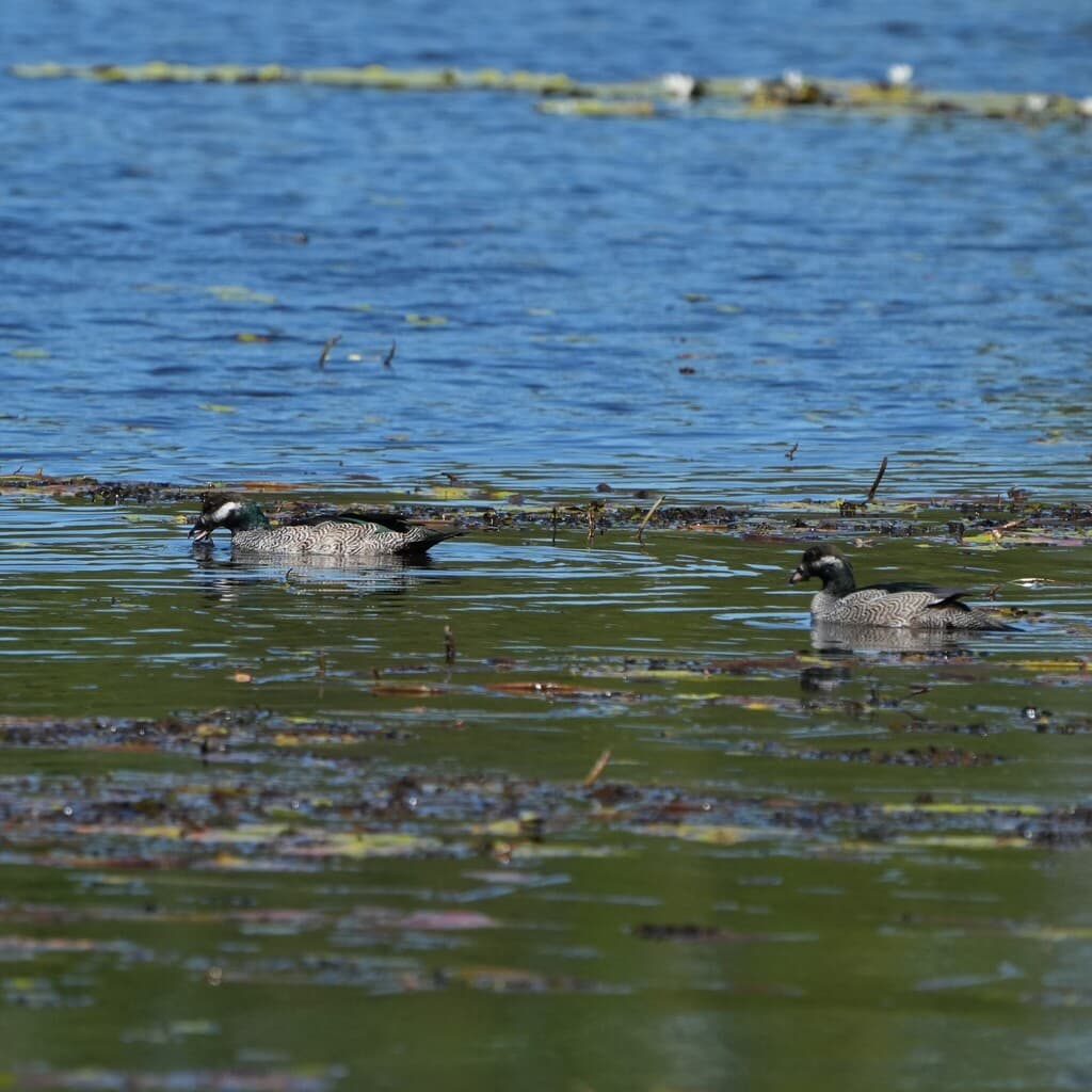 Green Pygmy Goose