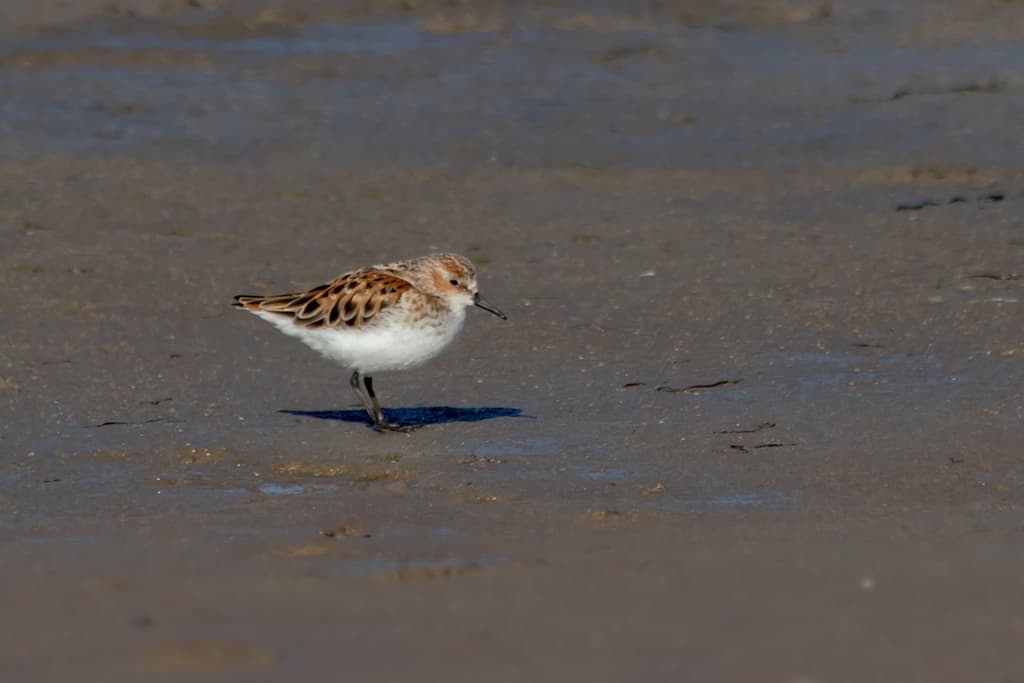 Little Stint