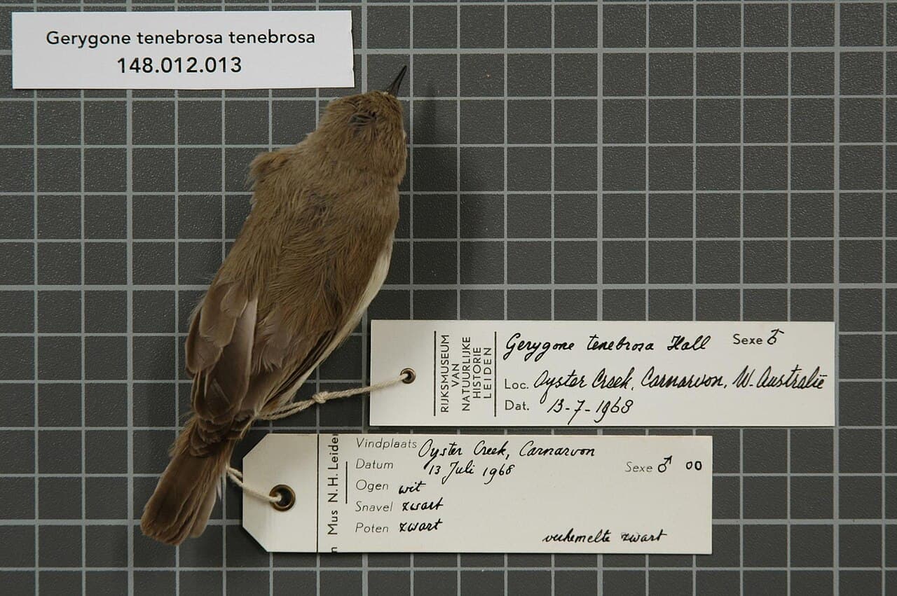 Dusky Gerygone