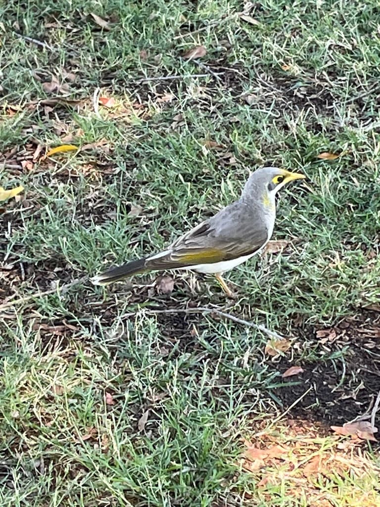 Yellow-throated Miner